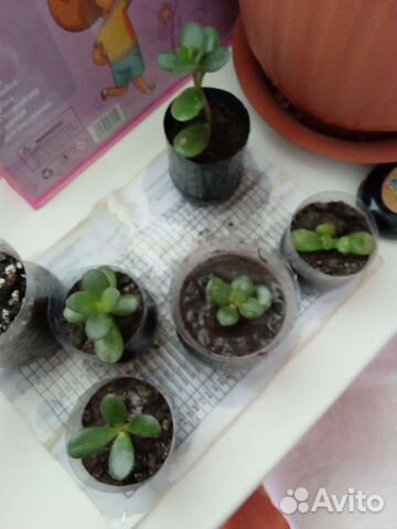 Денежное дерево(толстянка)