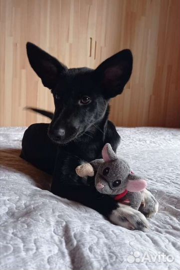 Очень классная дворняжка