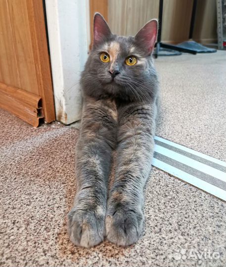 Глаза цвета 