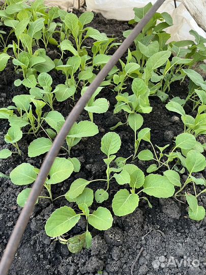 Рассада ранней капусты