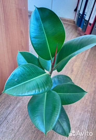 Цветы на подоконник.эухарис лирата Бенжамин