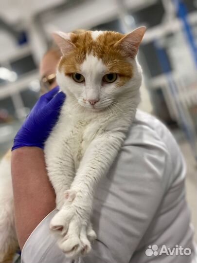Кошка