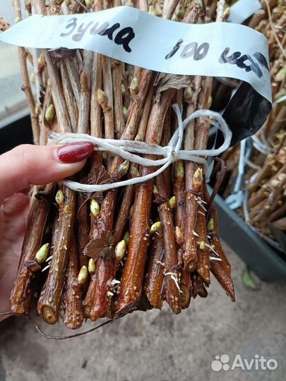 Черенки смородины