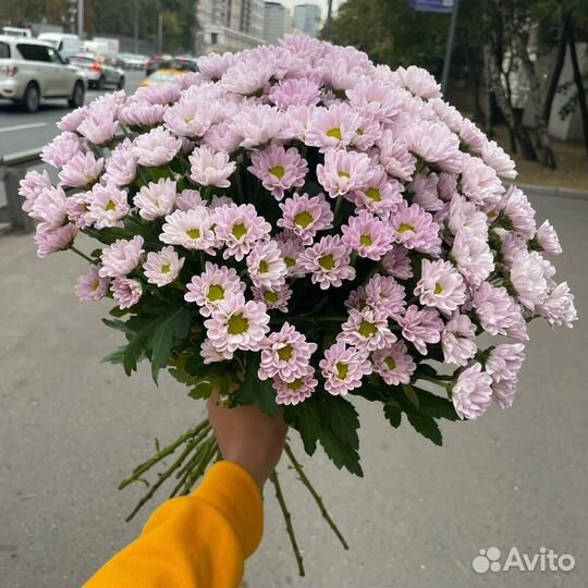 Хризантемы сантини розовые 45 шт