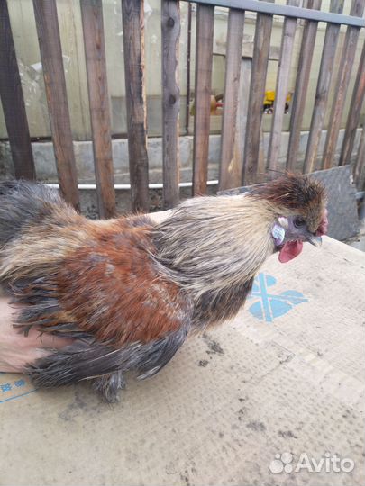 Молодые петухи