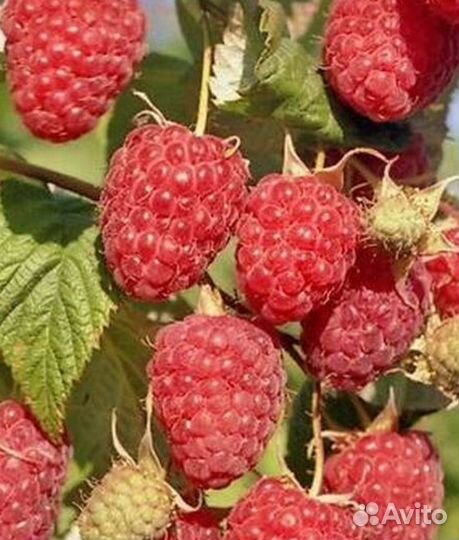 Малина сорт 