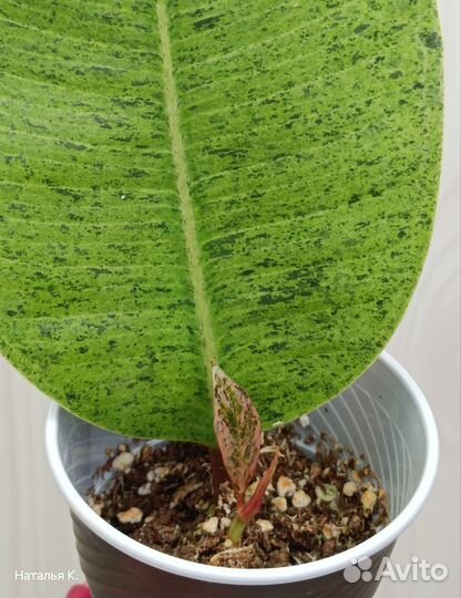 Фикус Elastica Shivereana