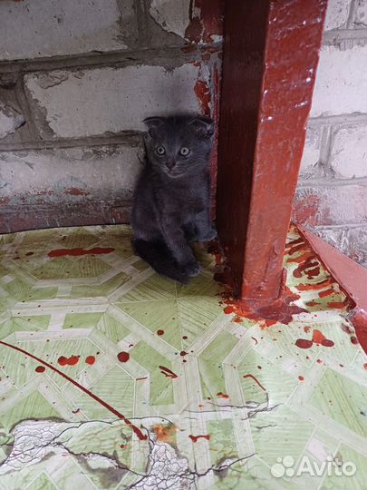 Котята бесплатно