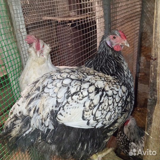 Куры виандот