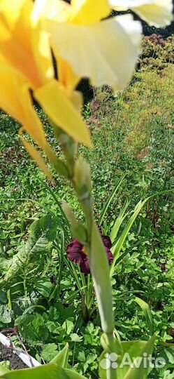 Цветы канны