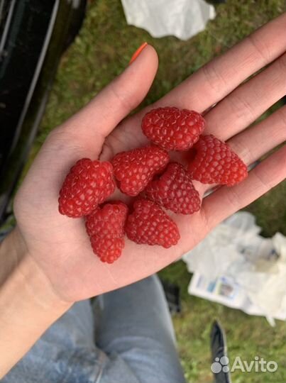 Малина Байкальская