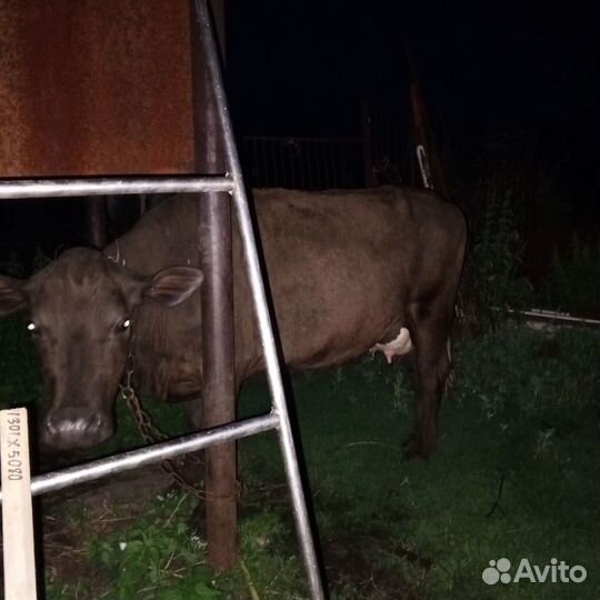 Корова стельная дойная