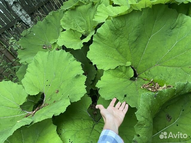 Белокопытник