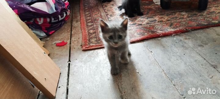 Котята отдам в добрые руки бесплатно