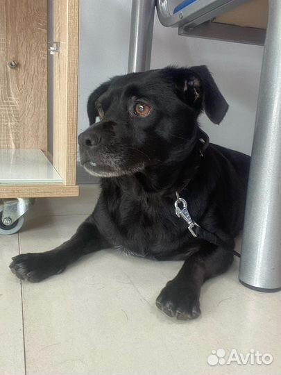 Найдена собака