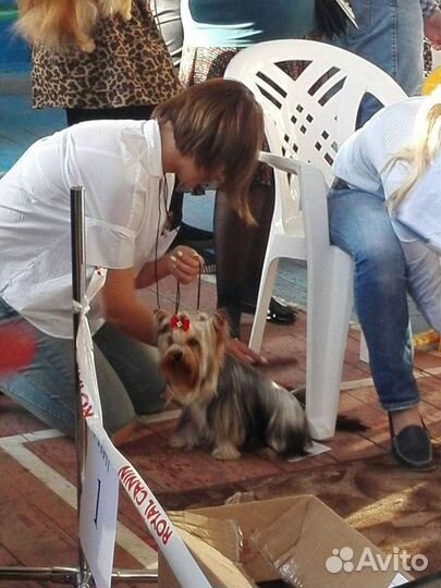 Йоркширский терьер на вязку