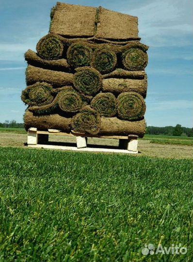 Газон в рулоне