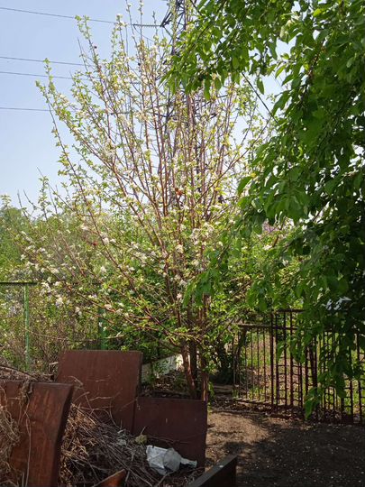 Дача 26 м² на участке 7 сот.