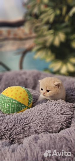 Котята хайленд фолд