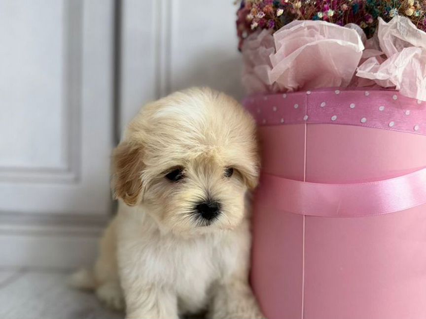 Maltipoo