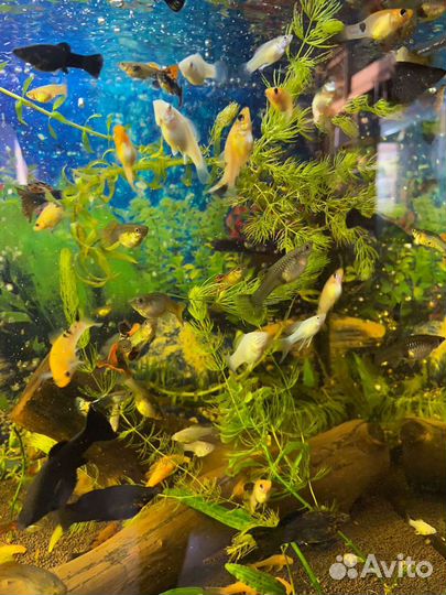 Аквариумные рыбки