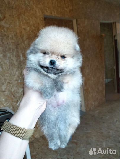 Померанский Шпиц мини