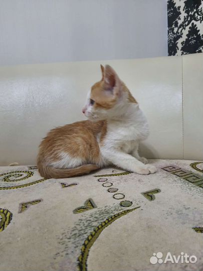 Бело рыжий котенок