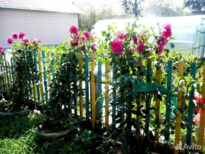 Георгины. клубни