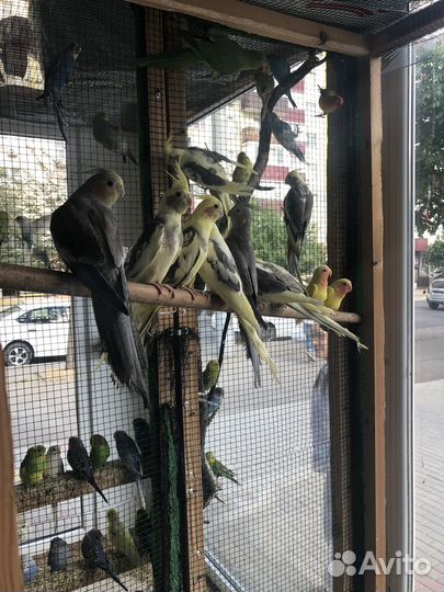 Птенци кореллы опт и розница