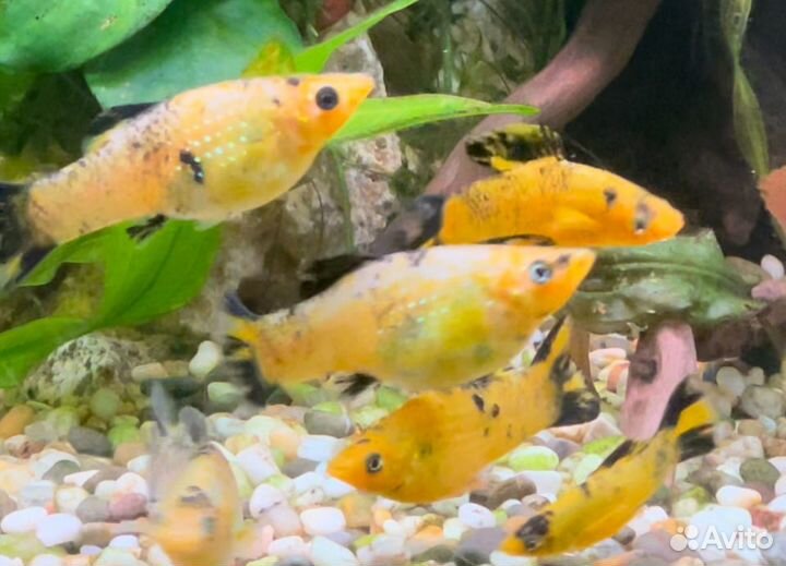 Рыбки молинезии