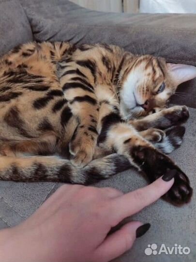 Бенгальский кот. Вязка