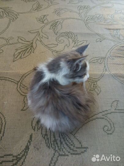 Котенок ищет хозяина