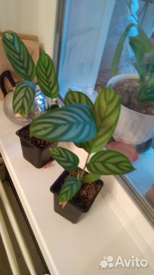 Домашнее растение/Маранта