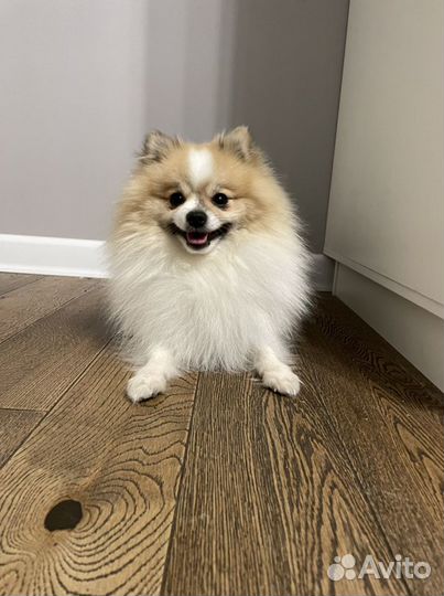 Немецкий шпиц для вязки