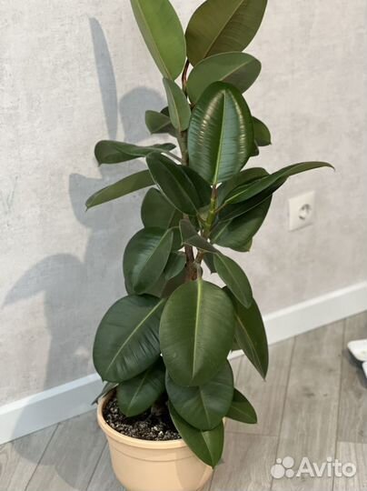 Фикус бенджамина