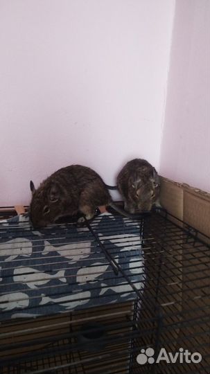 Чилийская белка дегу