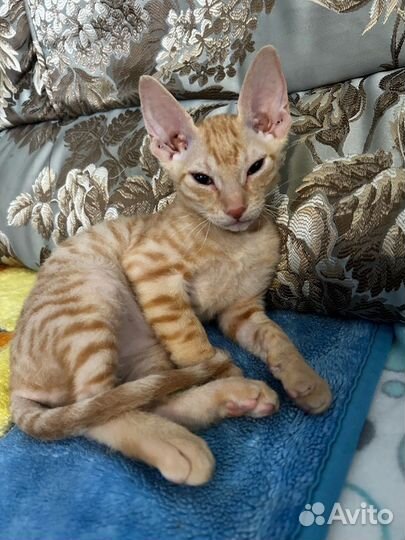Котята сфинкс браш бесплатно