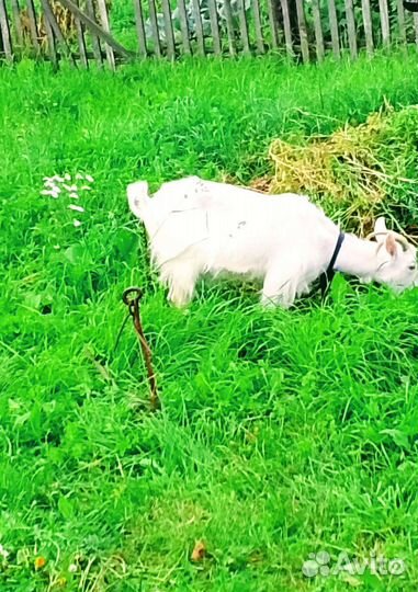 Коза, с козленком