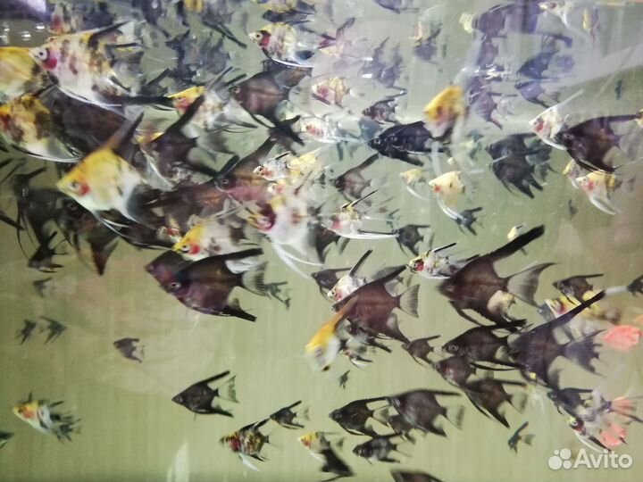 Аквариумные рыбки