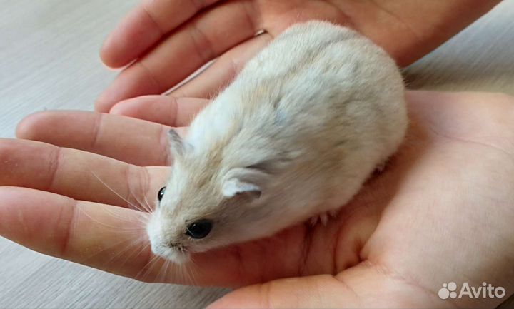 Джунгарские хомячки