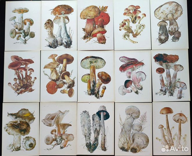Винтажные ботанические открытки грибы