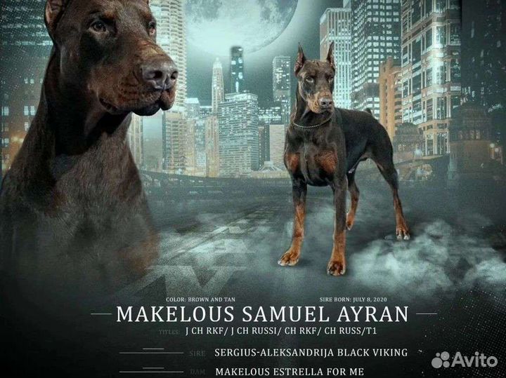 Доберман вязка