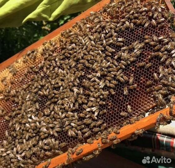 Пчелопакеты