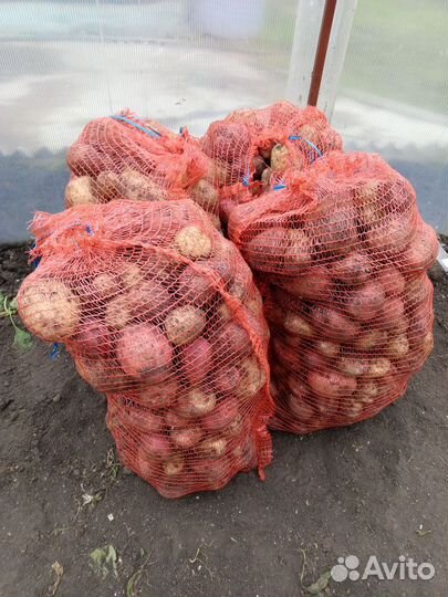 Продам картофель