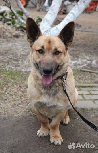 Робин - душа компании в добрые руки