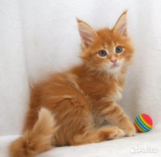 Котята Мейн-кун
