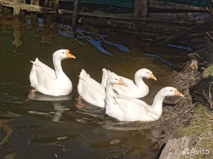 Домашние гусиные яйца (инкубационные)