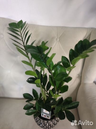 Замиокулькас