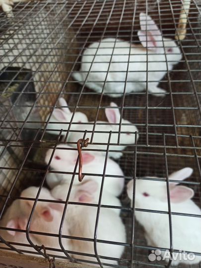 Кролики белый паннон