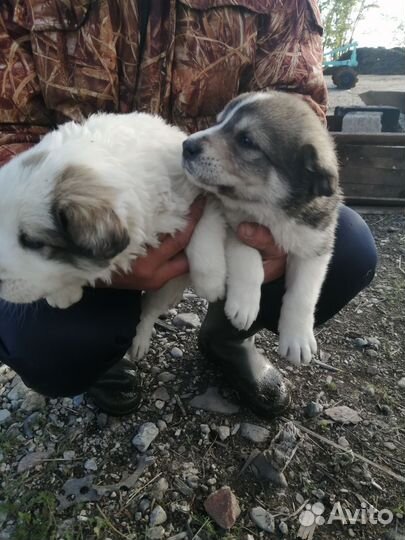 Щенки сао